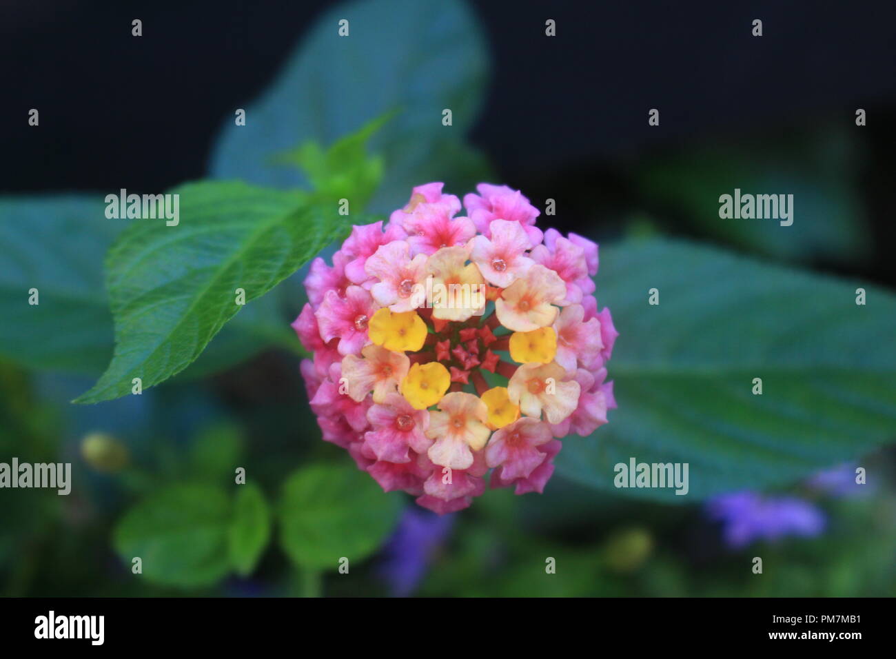 Secret Garden Banque D'Images