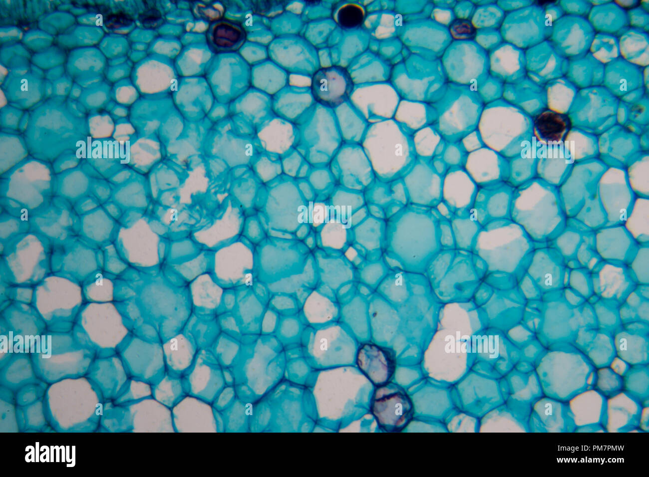 Microscope piderme V g tal Banque De Photographies Et D images Haute Microscope piderme V g tal Banque De Photographies Et D images Haute