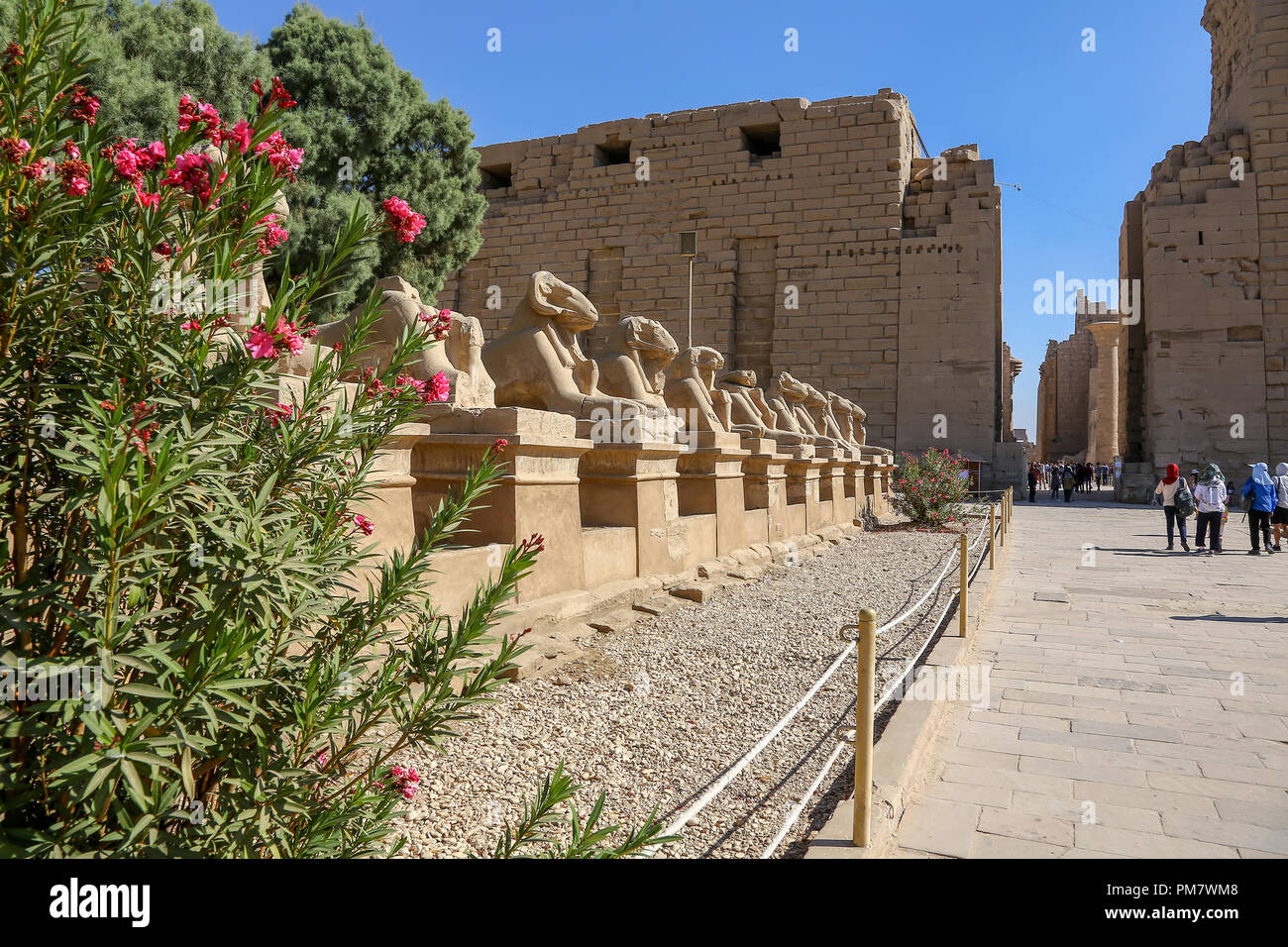 Sphinx à tête de bélier le complexe du temple de Karnak, communément connu sous le nom de Karnak, un vaste ensemble de temples en décomposition, et autres bâtiments à Louxor, Egypte Banque D'Images