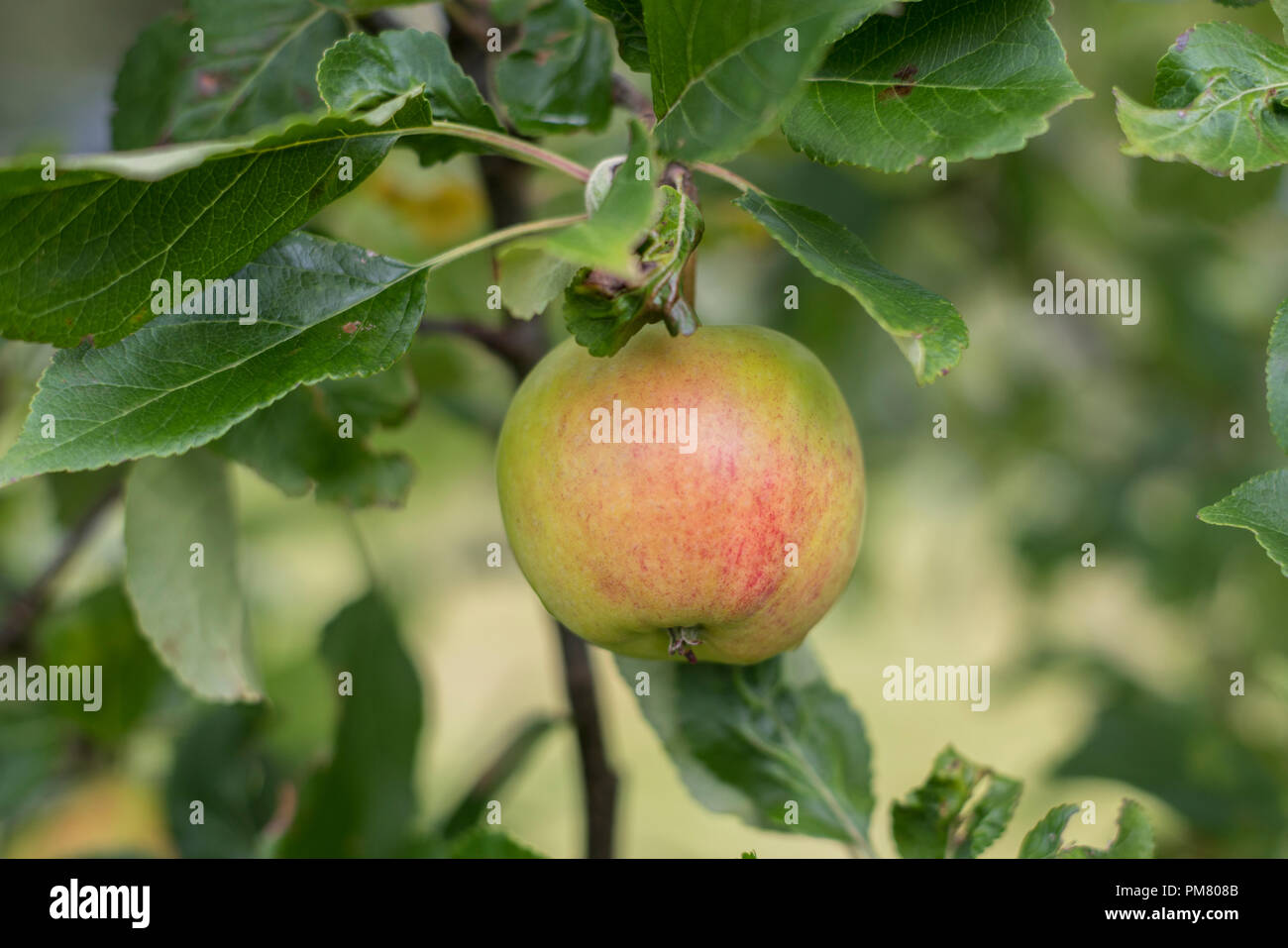 James Grieve apple tree en Ecosse. Banque D'Images