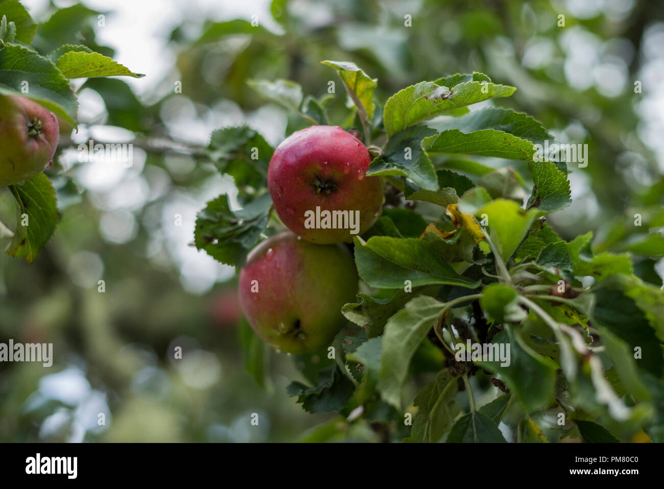James Grieve apple tree en Ecosse. Banque D'Images