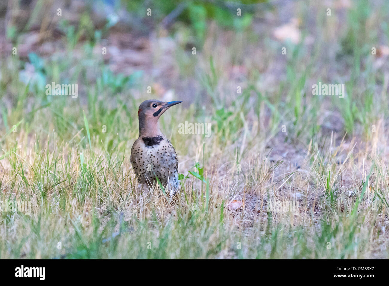 Pic Pic flamboyant (Colaptes auratus) Comité permanent sur le terrain. Banque D'Images