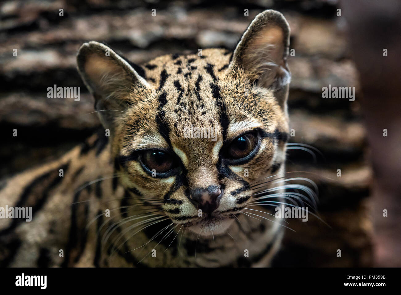 Margay, wiedii Leopardis Banque D'Images