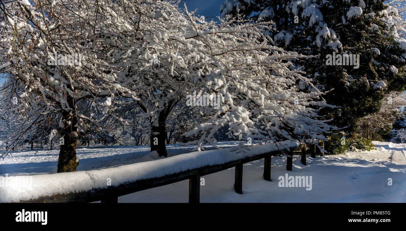 La nuit dernière après de fortes chutes de neige près de l'aire primaire par à Old Orchard Park Burnaby BC Canada Banque D'Images