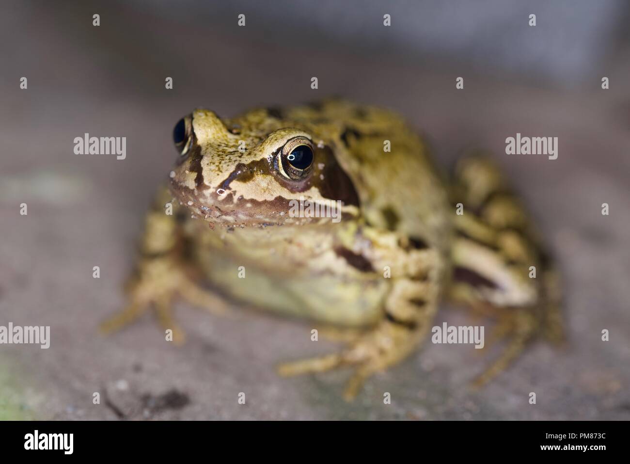 Grenouille dans le jardin Banque D'Images