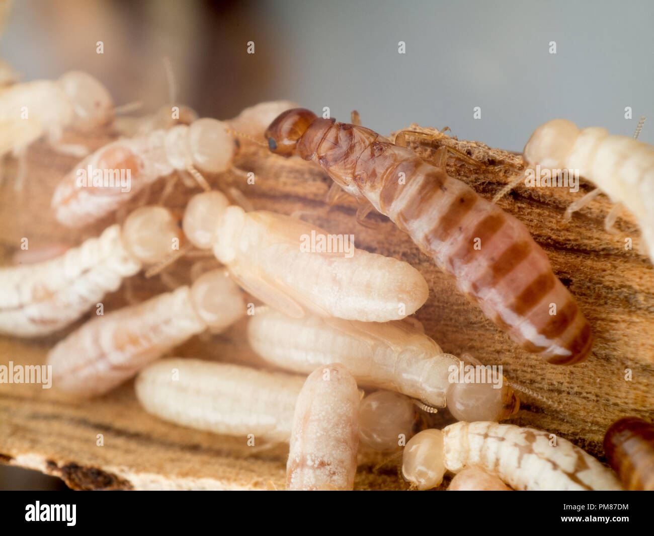 La reine termite Drywood, Cryptotermes macro Banque D'Images