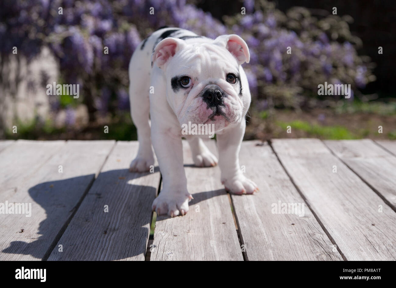 Noir Blanc Bebe Chiot Bouledogue Chien Triste Sur Le Pont Avant Et A L Article Comme S Il A Fait Quelque Chose De Mal Il Pourrait Etre Reprimande Photo Stock Alamy