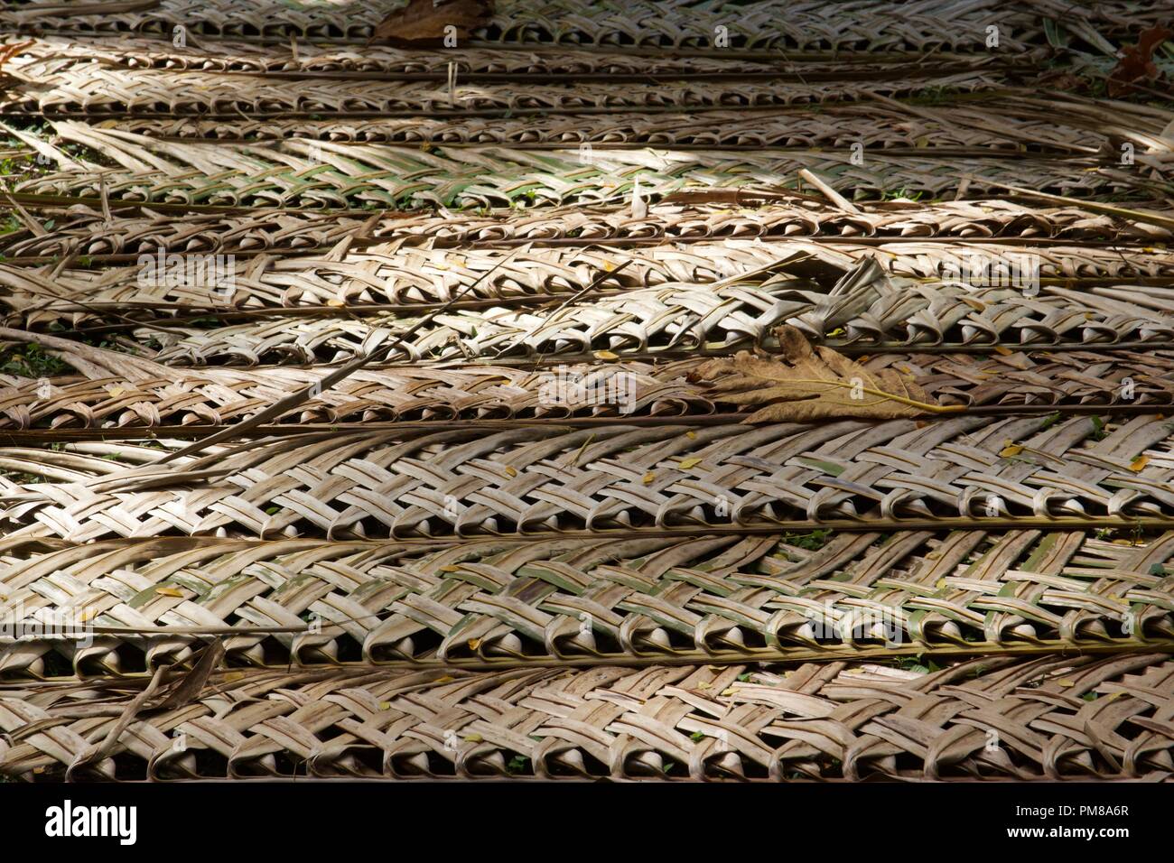 Lignes de la feuille de palmier de chaume se dessécher dans le Pacifique Sud, soleil de Tonga Banque D'Images