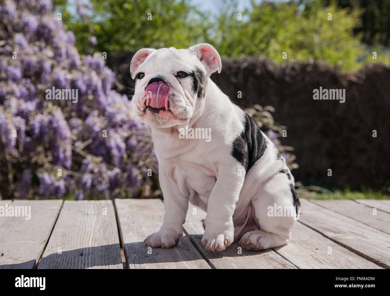 Black & White baby bulldog puppy dog sitting out sur le pont. Il semble avoir aimé le traiter il a juste obtenu. Banque D'Images