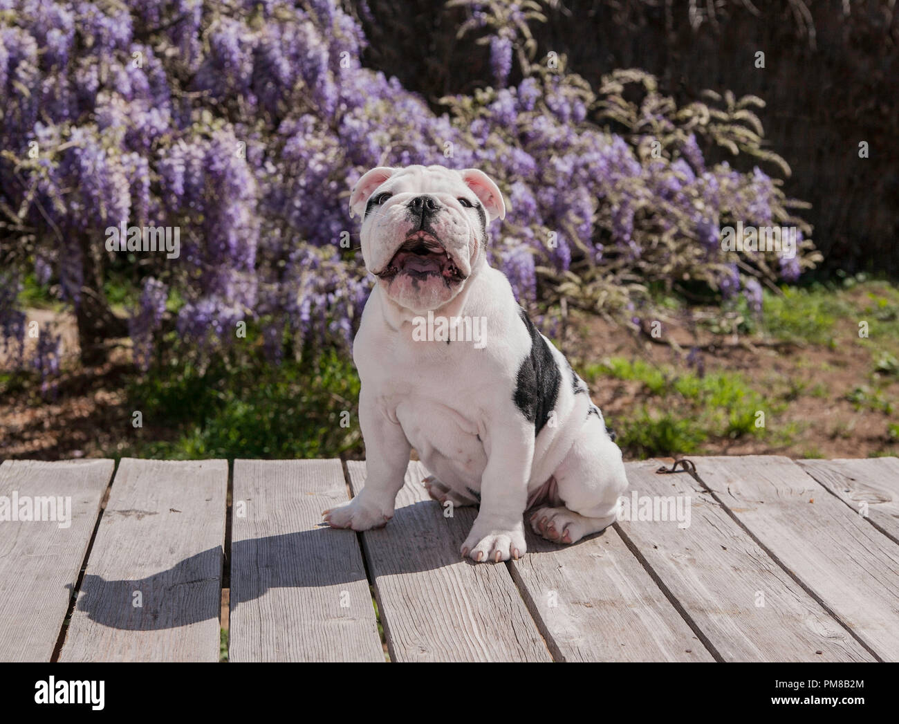 Chien Qui Rit Banque D Image Et Photos Alamy