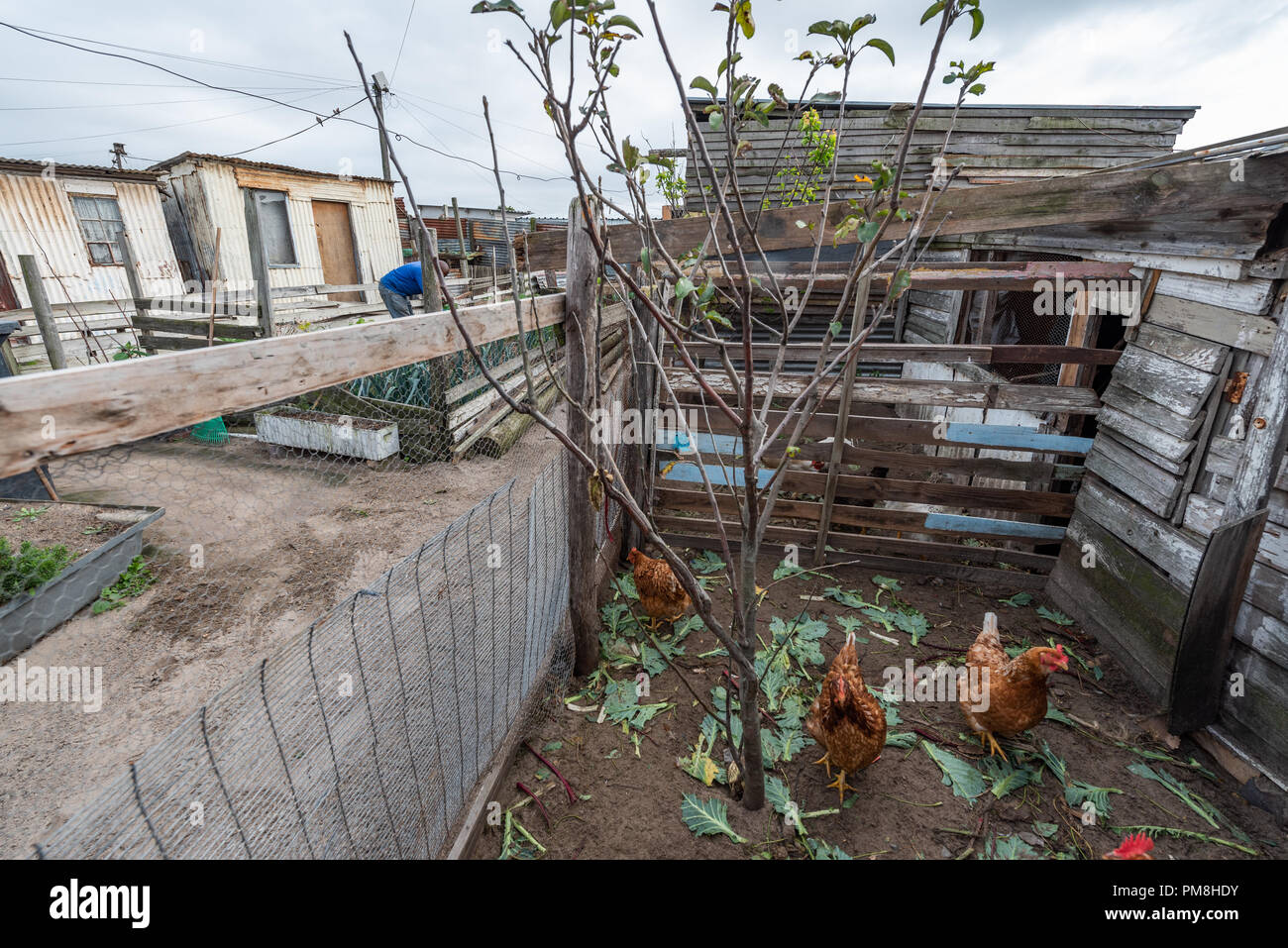 Ferme biologique dans Guguletu Township, Cape Town, Afrique du Sud Banque D'Images