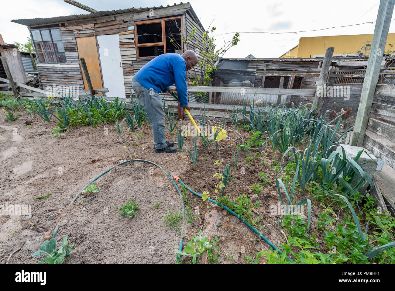 Ferme de légumes biologiques dans Guguletu Township, Cape Town, Afrique du Sud Banque D'Images