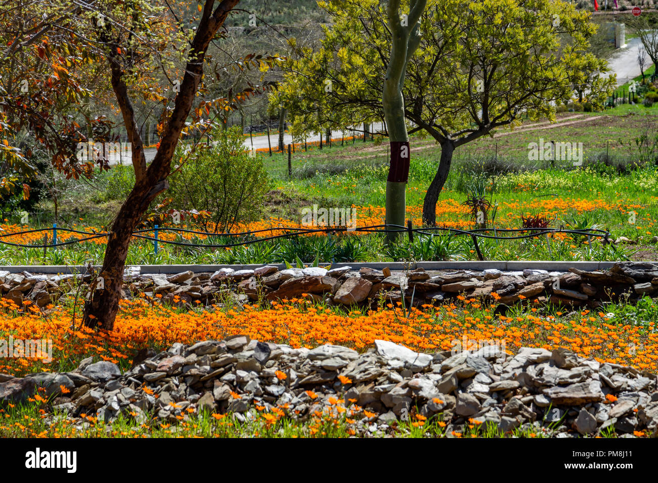 Les fleurs, la Route 62, Klein Karoo, Afrique du Sud Banque D'Images