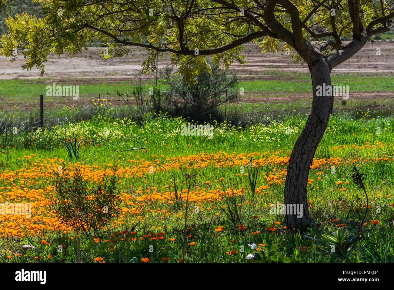 Les fleurs, la Route 62, Klein Karoo, Afrique du Sud Banque D'Images