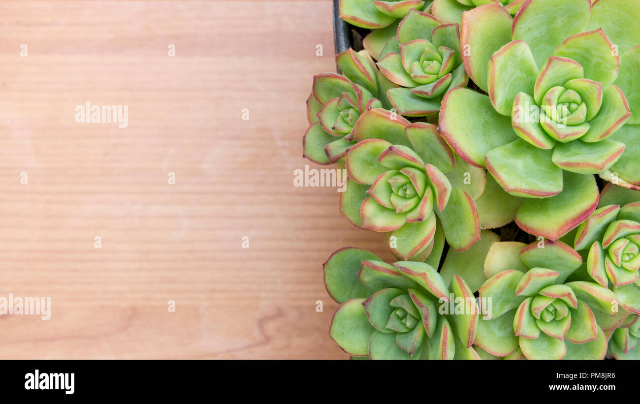 Des Cactus and Succulent Echeveria Crassulaceae plante, de la famille. Surface en bois de couleur claire avec l'exemplaire de l'espace. Banque D'Images