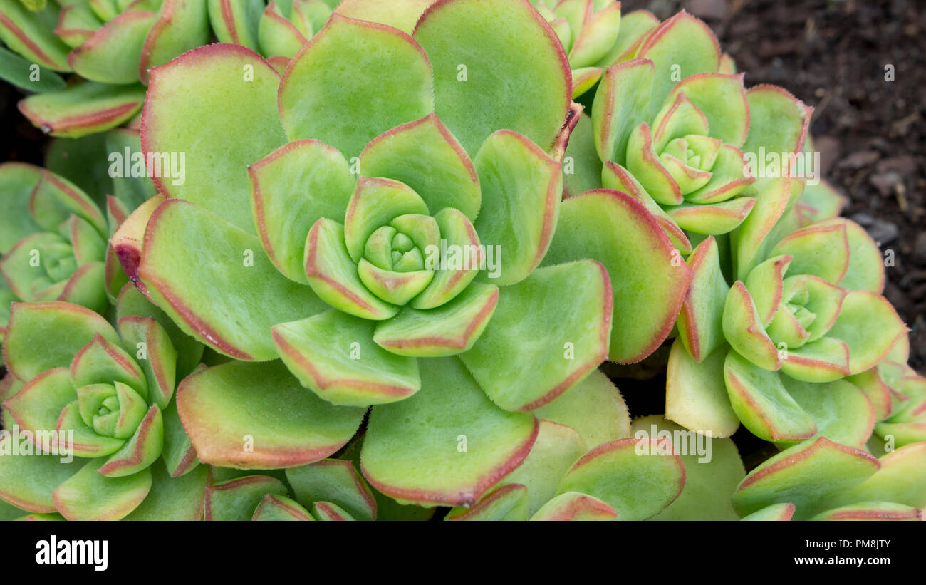 Belle Macro de succulentes Echeveria Crassulaceae plante, de la famille. Plante succulente en forme de rose. Banque D'Images