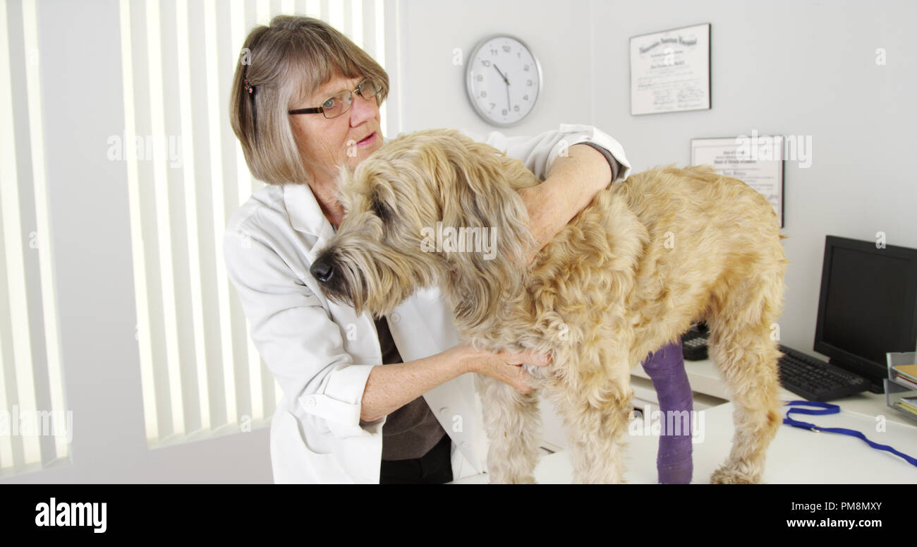 Médecin vétérinaire examiner blessé chien terrier in medical office Banque D'Images