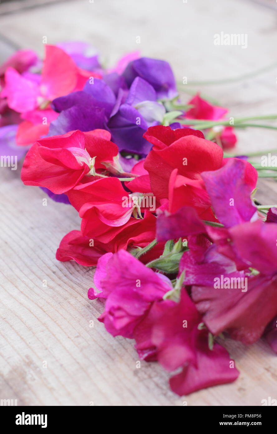 Lathyrus odoratus. Couper les fleurs de pois sur une table en bois, l'été, UK Banque D'Images