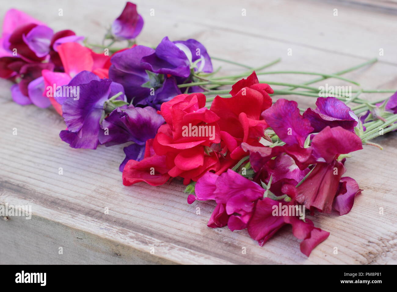 Lathyrus odoratus. Couper les fleurs de pois sur une table en bois, l'été, UK Banque D'Images
