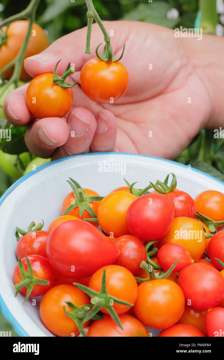 Jardinier cueillant des tomates maison de la vigne. Solanum lycopersicum. ROYAUME-UNI Banque D'Images