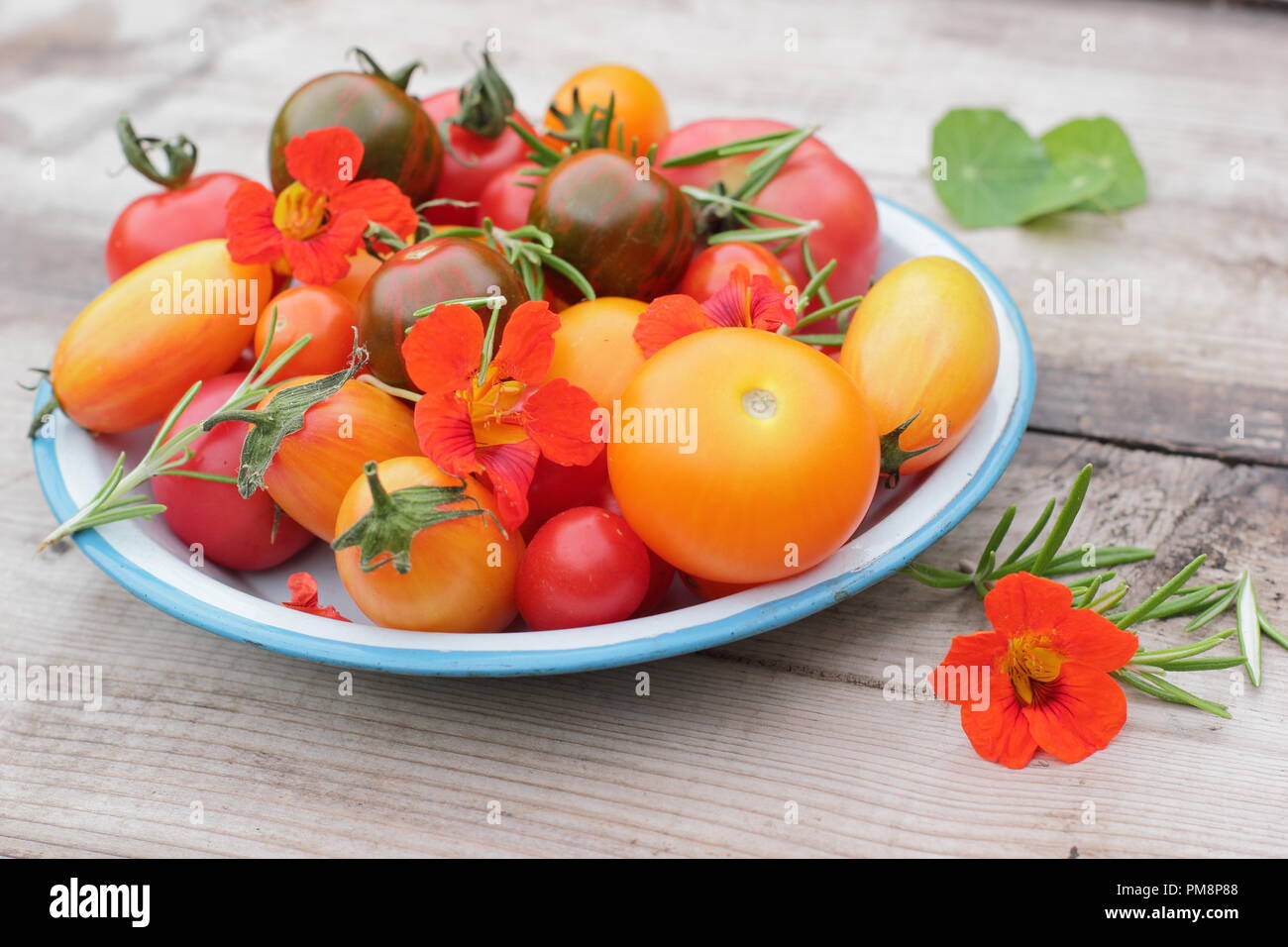 Solanum lycopersicum. Variétés fraîchement récolté de heirloom tomatoes avec fleurs de capucines comestibles et de romarin dans un plat en émail Banque D'Images