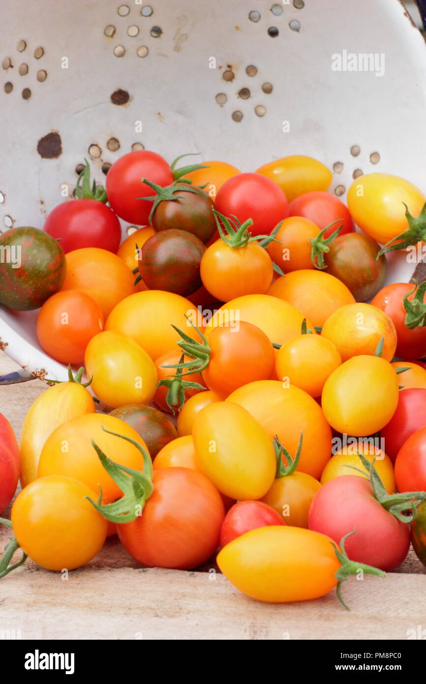 Tomates en passoire.Tomates maison fraîchement cueillies (Solanum lycopersicum - Chadwick's Cherry et Black Zebra en passoire d'émail, Royaume-Uni Banque D'Images