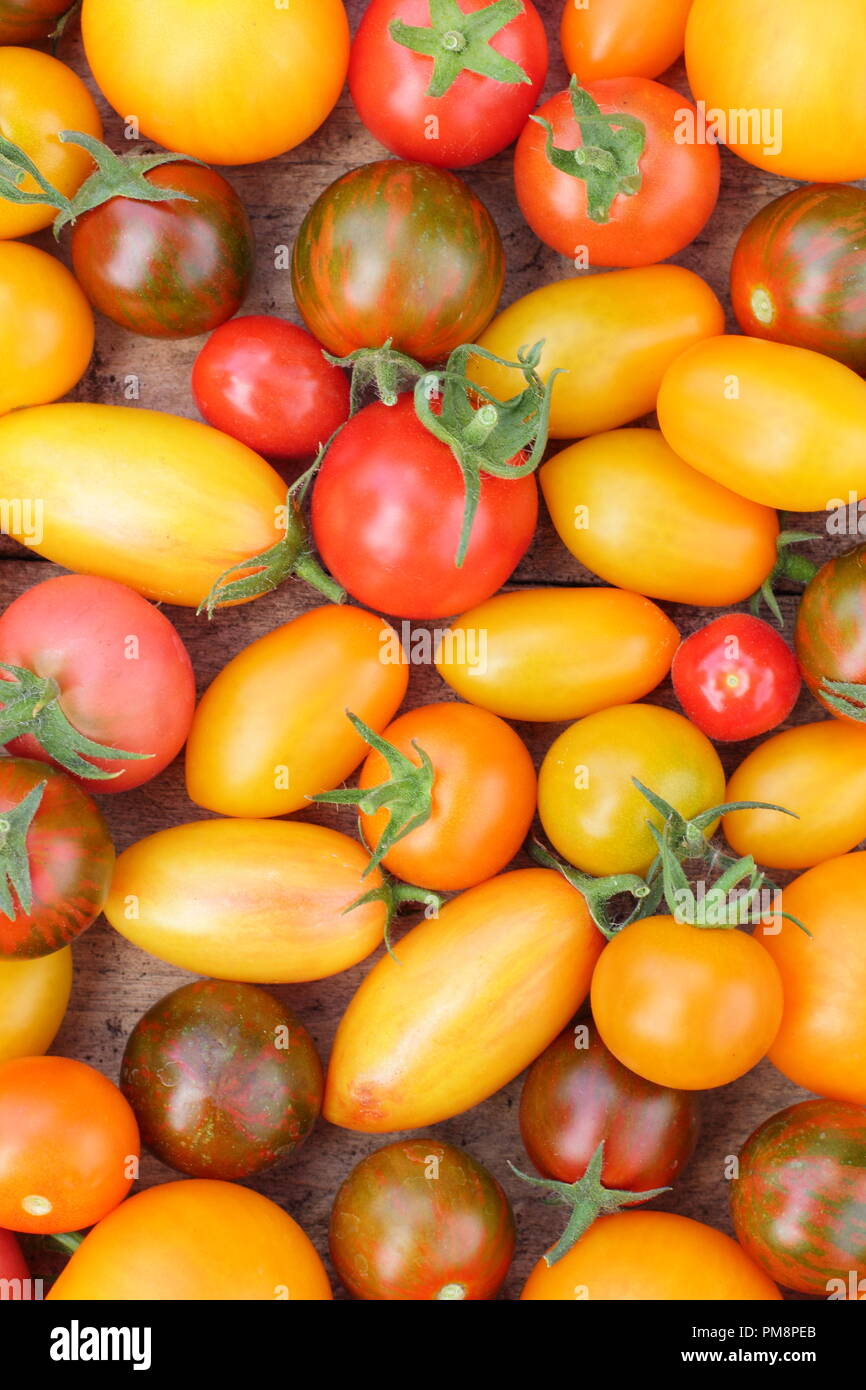 Solanum lycopersicum. Maison fraîchement récolté heirloom tomatoes y compris Black Zebra, Derby, Chadwick's Cherry et le Tibet Apple Banque D'Images