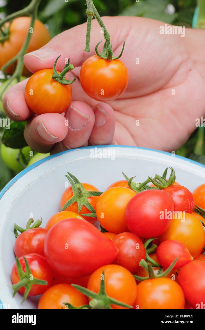 Jardinier cueillant des tomates maison de la vigne. Solanum lycopersicum. ROYAUME-UNI Banque D'Images