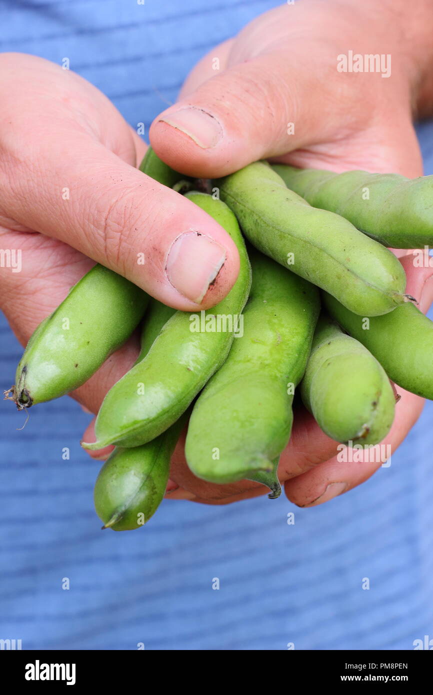 Vicia faba. Gousses de fèves fraîchement cueillis ouvertes par des hommes pour révéler jardinier haricots succulentes en été Banque D'Images