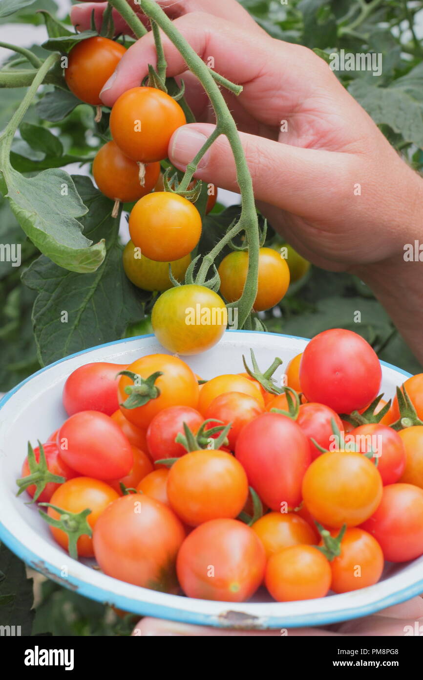 Jardinier cueillant des tomates maison de la vigne. Solanum lycopersicum. ROYAUME-UNI Banque D'Images
