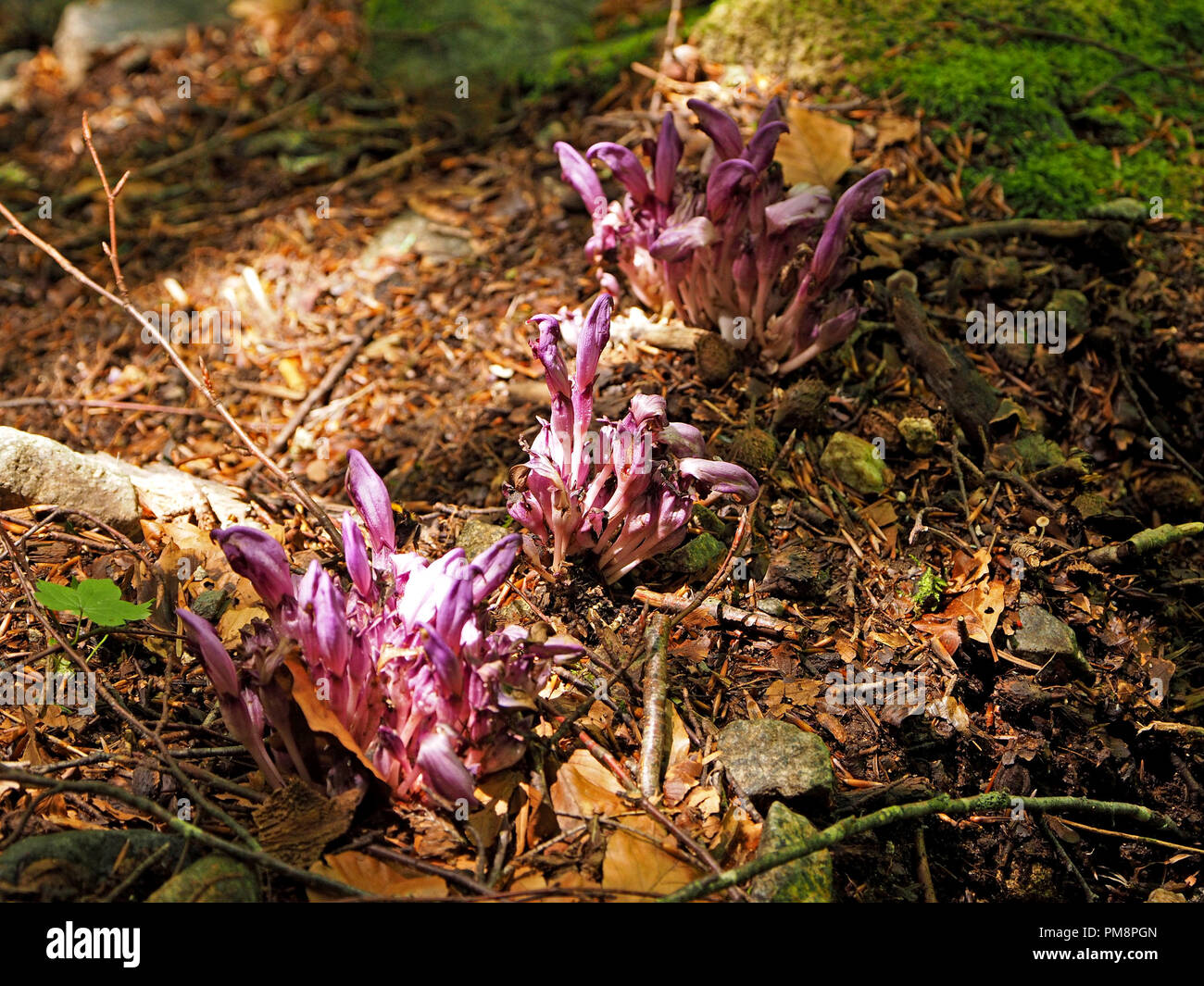 Les touffes de fleurs pourpre plante parasite (Toothwort Lathraea clandestina) ou clandestines sur le sol forestier en Ariège Pyrénées, France Banque D'Images