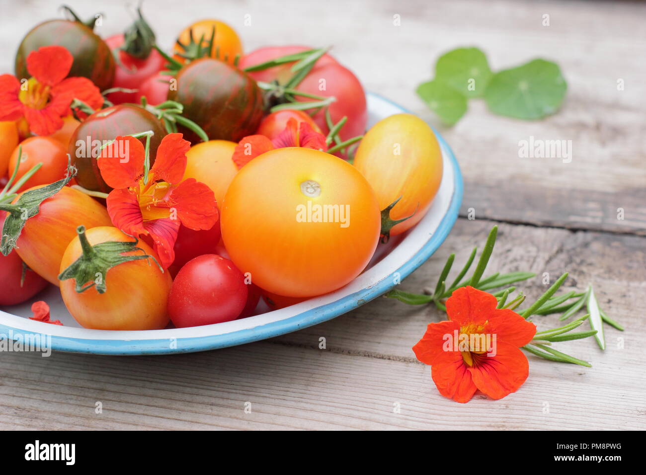 Solanum lycopersicum. Maison fraîchement récolté heirloom tomatoes avec fleurs de capucines comestibles et brins de romarin en émail plat sur table en bois Banque D'Images