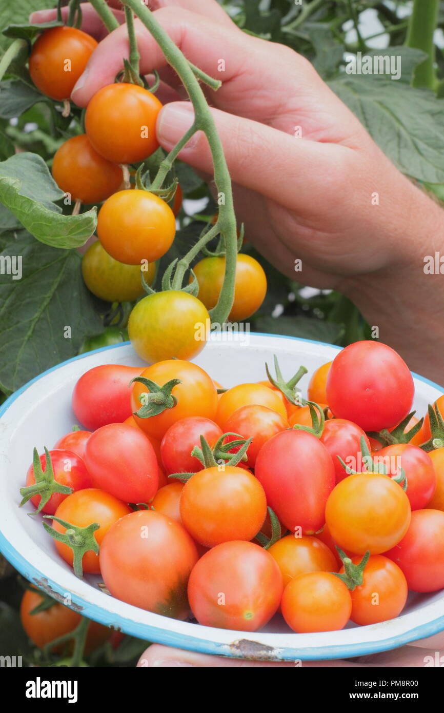 Jardinier cueillant des tomates maison de la vigne. Solanum lycopersicum. ROYAUME-UNI Banque D'Images