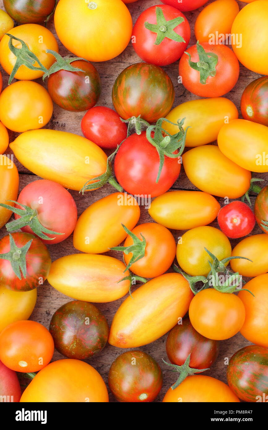 Solanum lycopersicum. Maison fraîchement récolté heirloom tomatoes y compris Black Zebra, Chadwick's Cherry et le Tibet Apple Banque D'Images