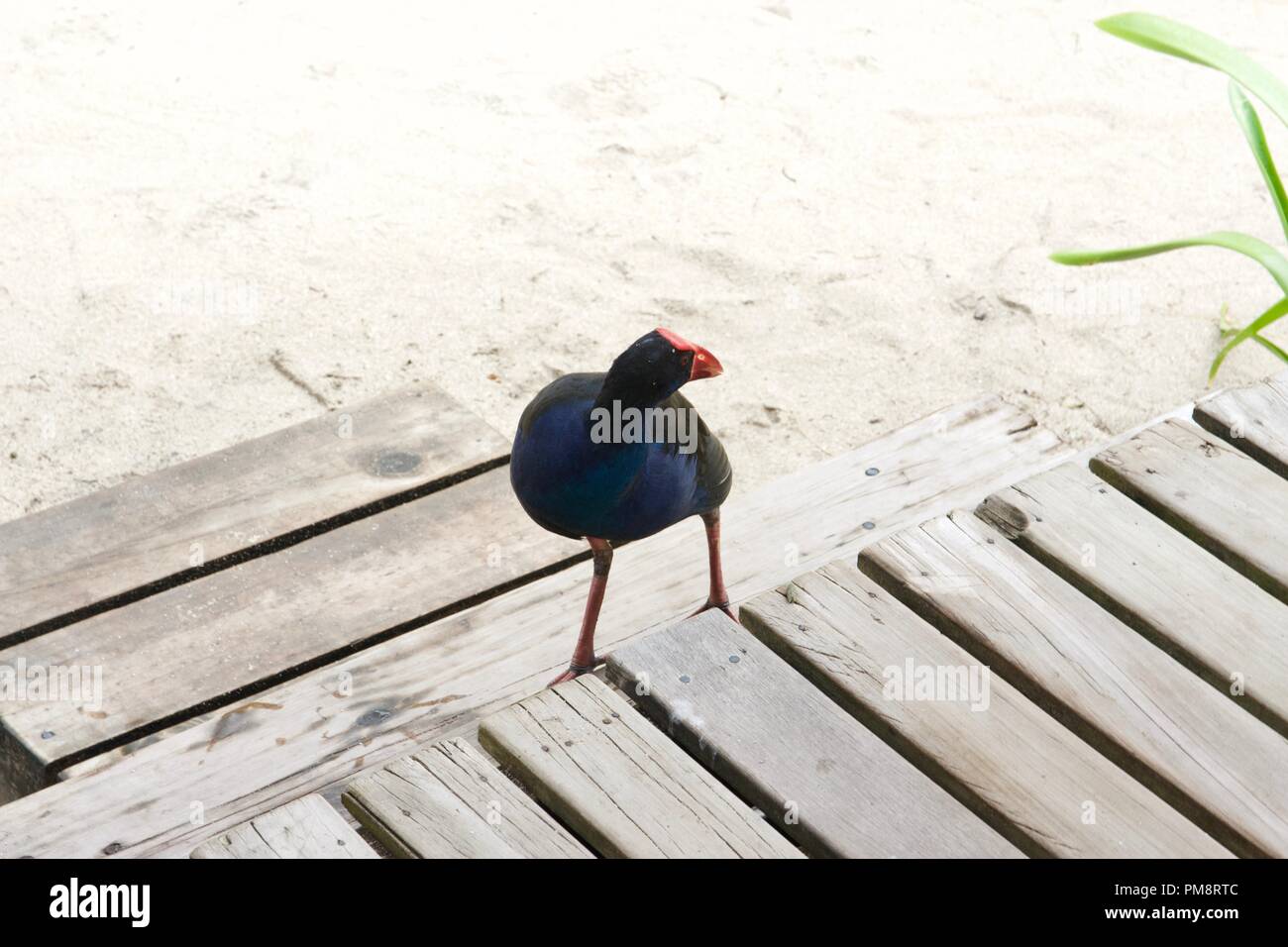 Talève sultane (porphyrio melanotus australasienne) ou pukeko, est une espèce de talève sultane trouvé dans l'Australasie et de Polynésie Française Banque D'Images