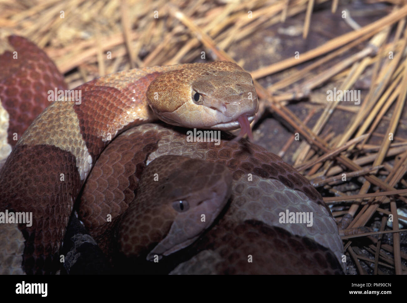 Pas_1085112 SERPENT Agkistrodon contortrix COPPERHEAD Banque D'Images
