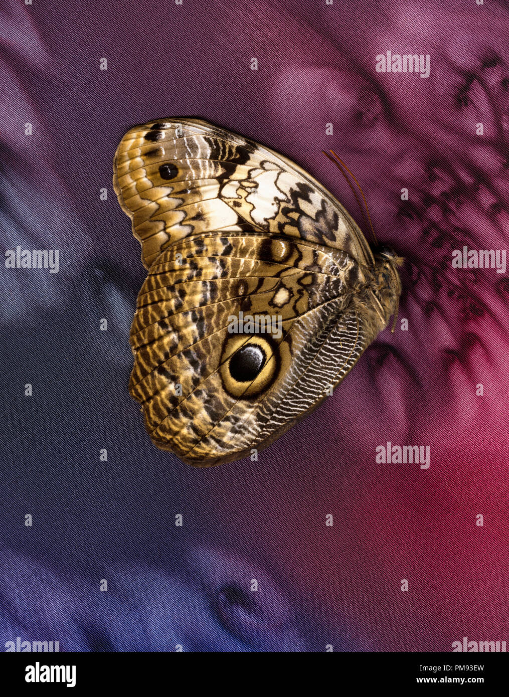 Scan d'un papillon sur le tissu. Banque D'Images