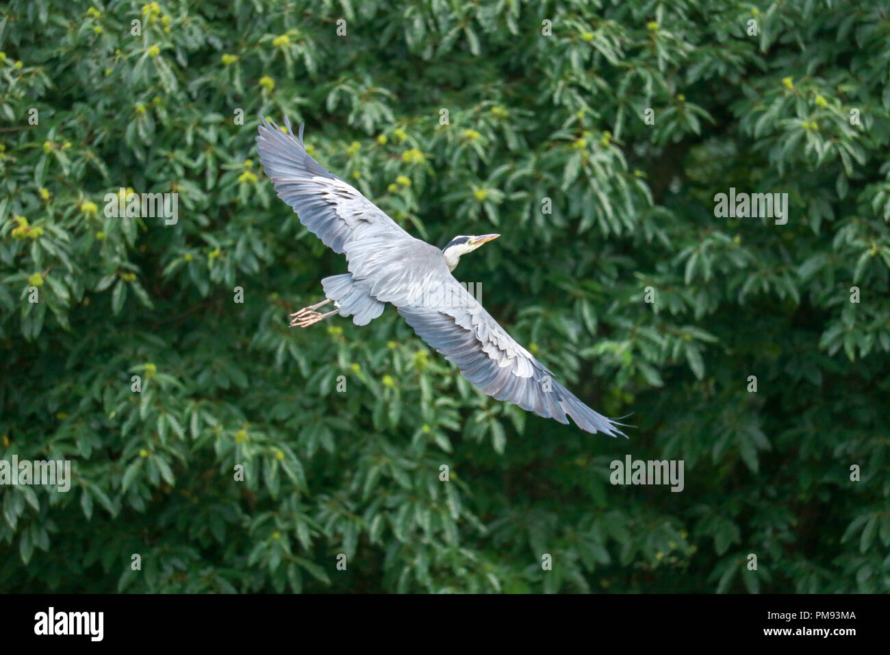 Un héron cendré avec ses ailes à plein dans les banques et à la terre dans un arbre, à la limite du château de Muncaster, Cumbria. Banque D'Images