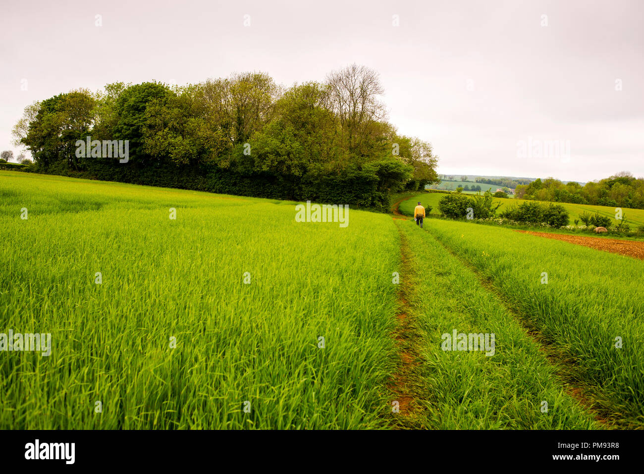 Sentiers publics dans une zone de beauté naturelle exceptionnelle dans les Cotswolds, Angleterre. Banque D'Images