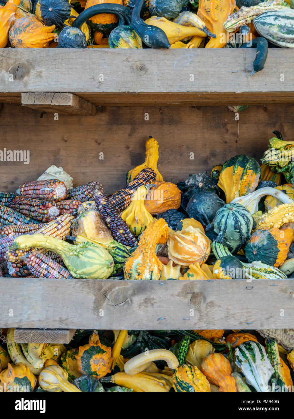 Image de peu pumkins et le maïs dans une étagère Banque D'Images