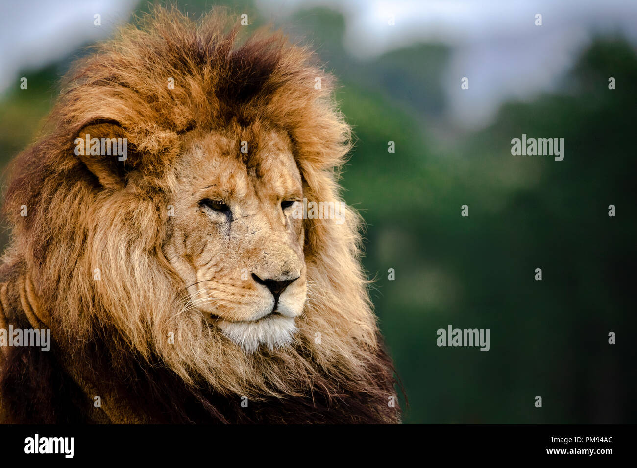 Portrait d'un lion à la recherche sur le côté. Banque D'Images