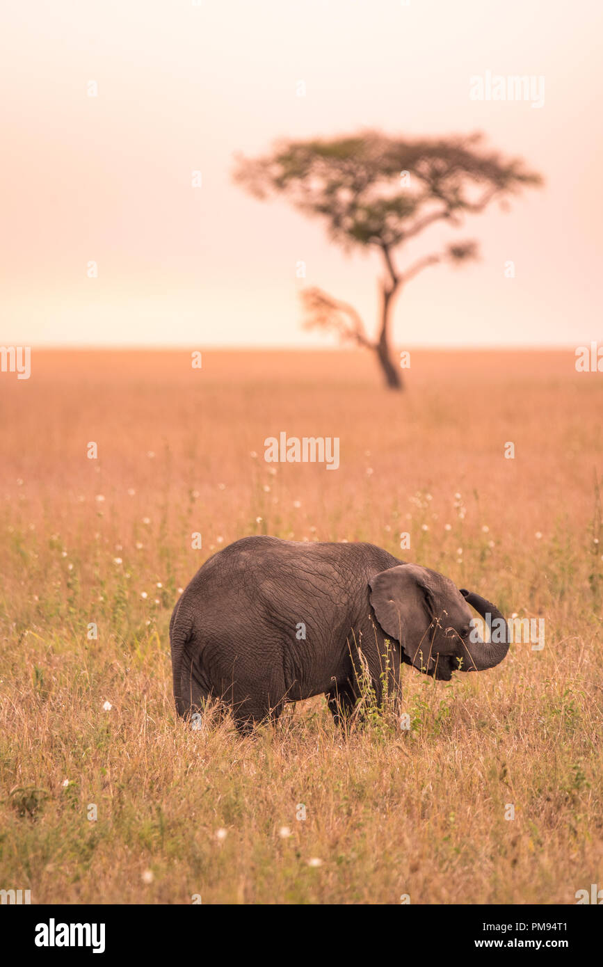 Jeune africain bébé éléphant dans la savane du Serengeti au coucher du soleil. Sur les plaines d'acacias dans le Parc National du Serengeti, Tanzanie. Safari de la faune Banque D'Images