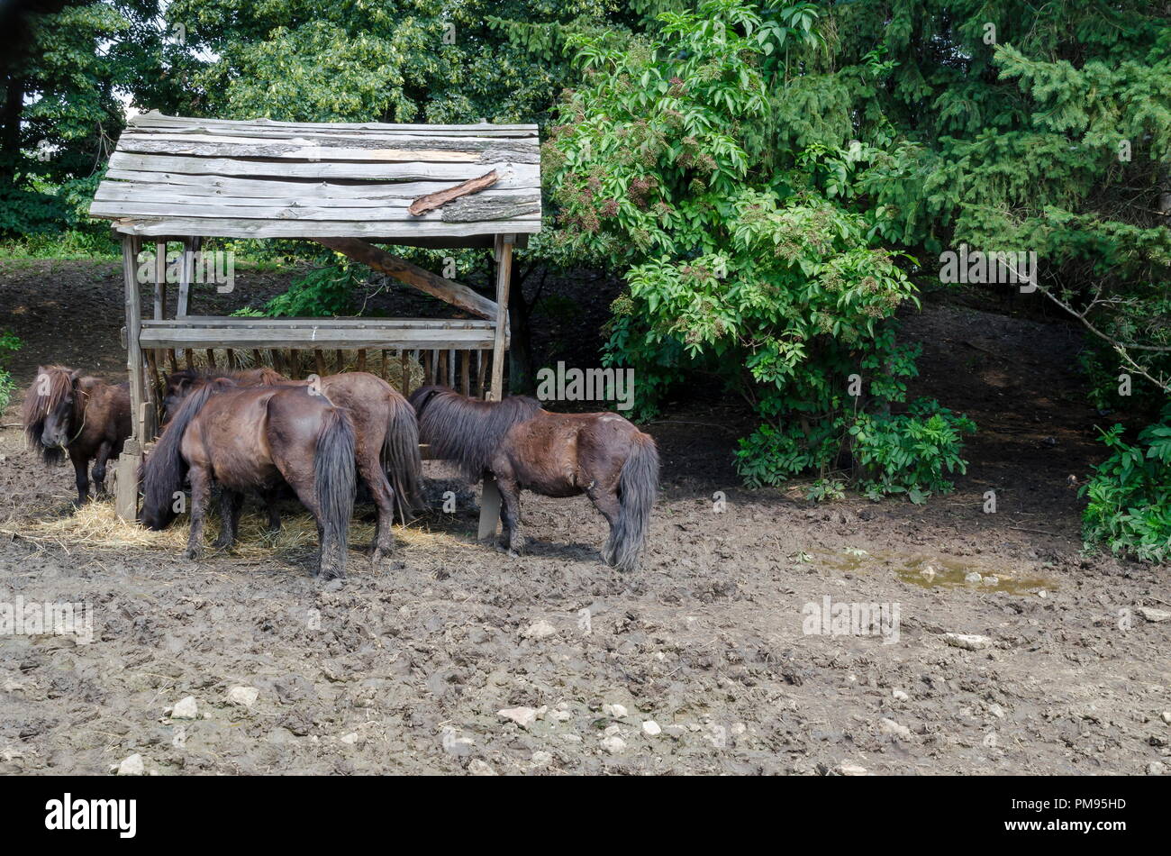 Quatre poneys nourrir de l'herbe sèche du rack dans le parc après la pluie, Sofia, Bulgarie Banque D'Images