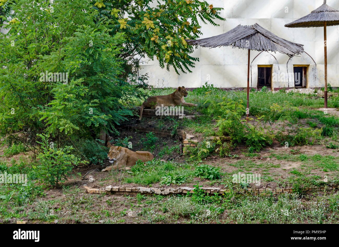 Portrait de deux lions d'aller vous détendre en été Parc, Sofia, Bulgarie Banque D'Images