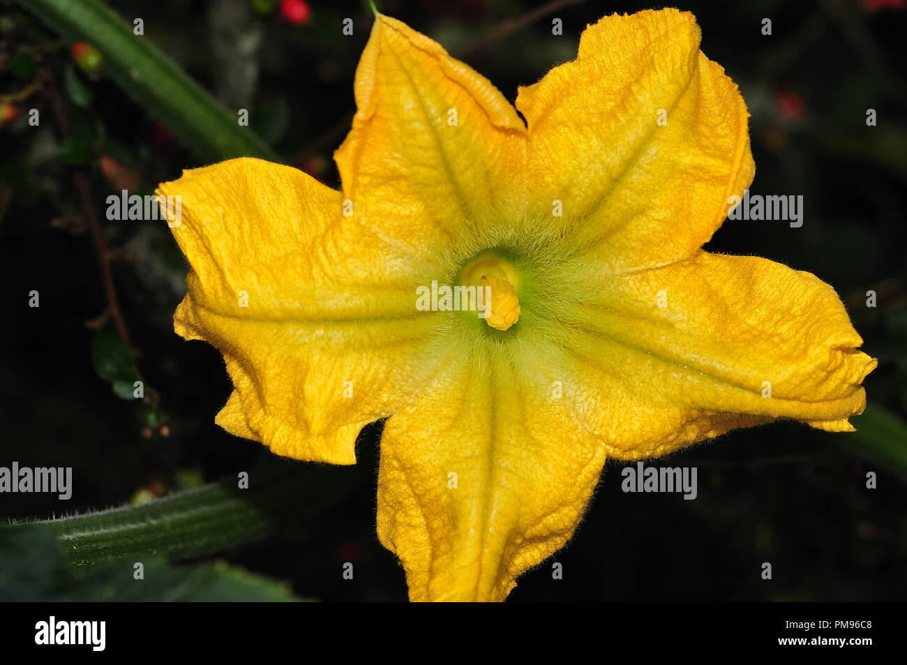 Fleur jaune avec des pétales et des étamines jaune poilue d'une usine de courgettes accroît à un fence Banque D'Images