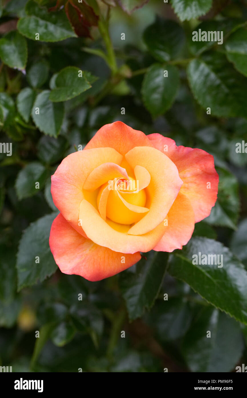 Rosa 'Jam et Jérusalem' fleur. Banque D'Images