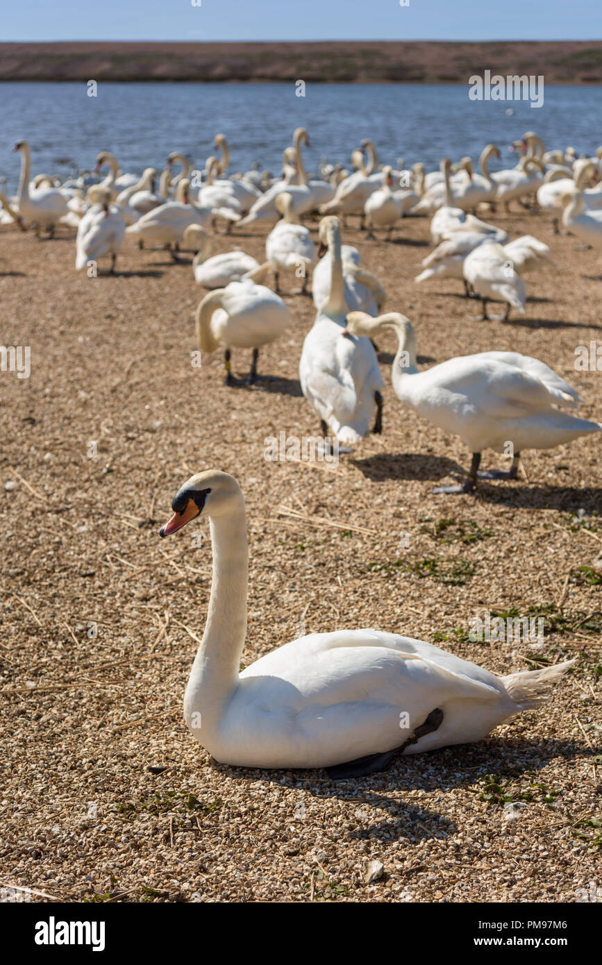 Abbotsbury swannery, Dorset, UK Banque D'Images