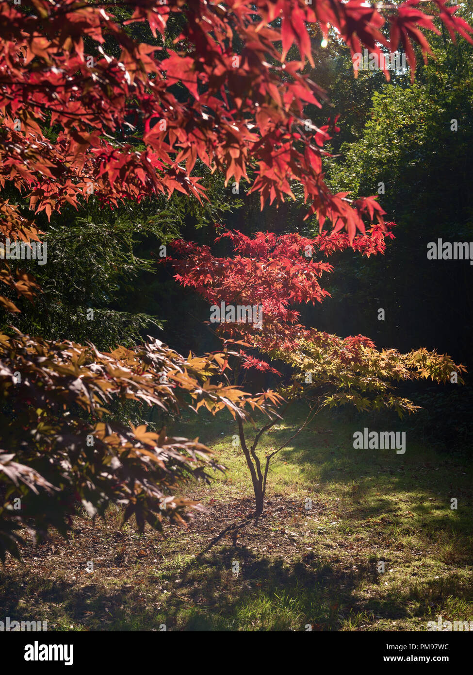 Arbre généalogique Acer japonais en automne Banque D'Images