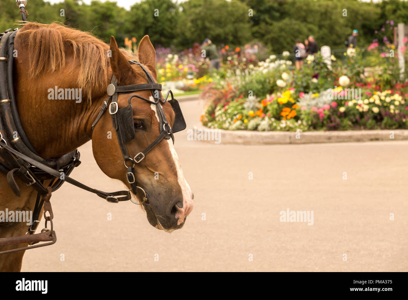 Close up, vue de profil de la tête de cheval et la crinière. Jardins colorés de Mackinac fade au-delà. Banque D'Images