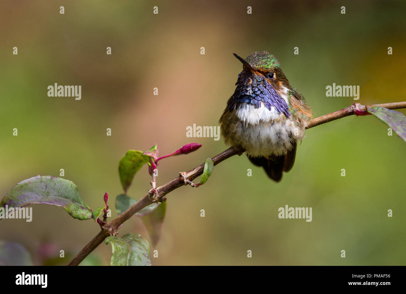 Un homme perché de volcano hummingbird photographié à San Gerardo de dota, Costa Rica Banque D'Images